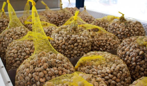 Caracois.PT de José Franco Silvestre, a qualidade máxima de Caracóis e Caracoletas